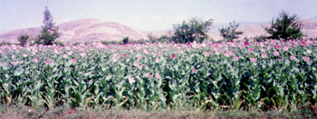 Opium crops in Jalalabad (RAWA photo)