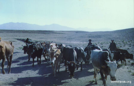 RAWA in drought-stricken villages of Herat