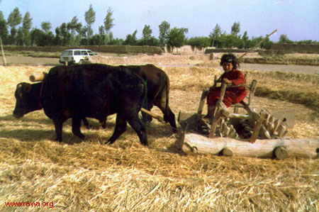 RAWA in drought-stricken villages of Herat