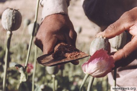 Opium crops in W. Nooristam (RAWA photo - June 2003)